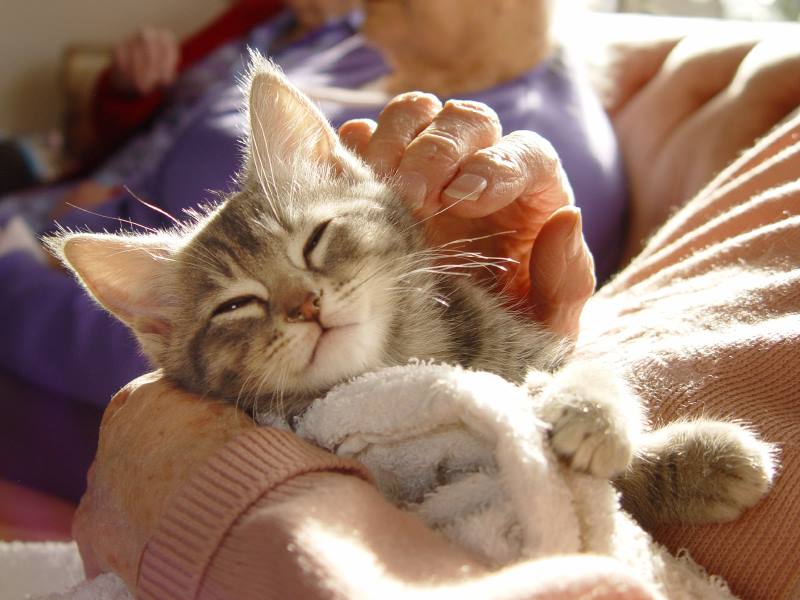 Cooing Cuddling Cats Saves Lives Nathan J Winograd