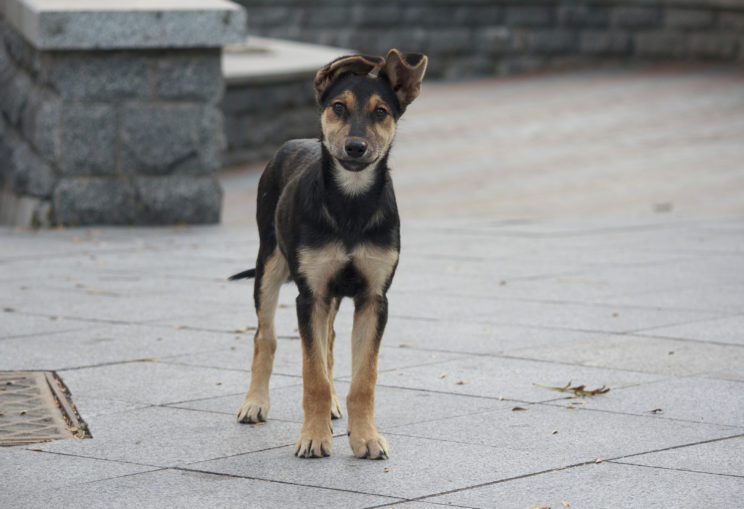 NPR’s Article on Stray Dogs is Two Centuries Too Late – Nathan J. Winograd